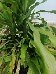 Dracaena fragrans