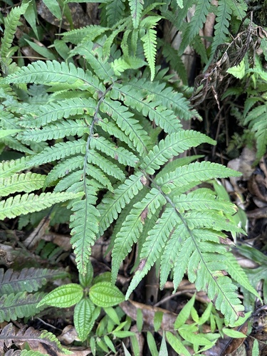 Deparia petersenii observed 2024-03-18