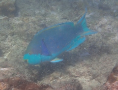 Sicklefin Parrotfish photo 5