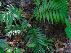 Chamaedorea radicalis