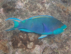Parrotfish
