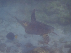 Loggerhead Turtle