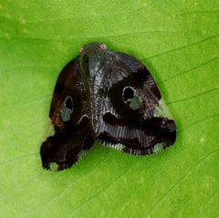 Ricania marginalis