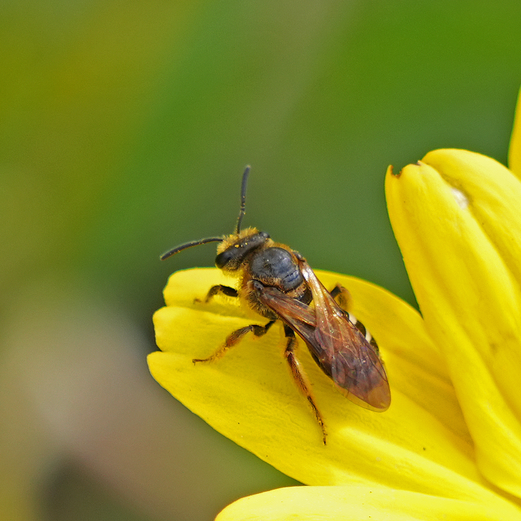 Lasioglossum timberlakei
