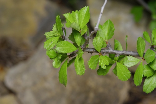 Image of Prunus havardii by (c) Michelle W. （鍾偉瑋）, some rights reserved (CC BY)