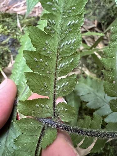 Deparia petersenii observed 2024-03-18