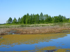 Cyperus blepharoleptos