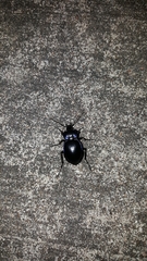 Carabina