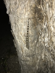 Hemidactylus mabouia