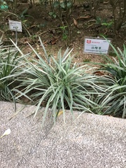 Ophiopogon jaburan
