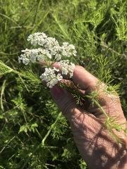 Bifora