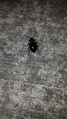 Carabina