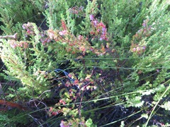 Erica intervallaris