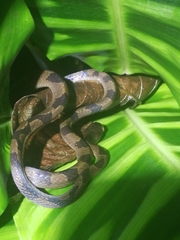 Leptodeira annulata