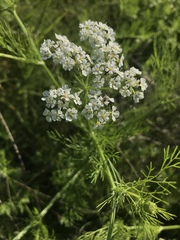 Bifora