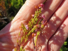 Erica intervallaris