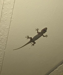 Hemidactylus mabouia