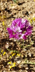 Allium fimbriatum