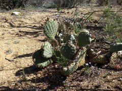 Opuntia polyacantha erinacea