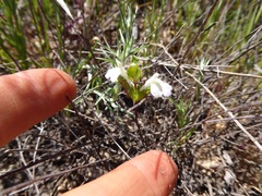 Acanthomintha ilicifolia