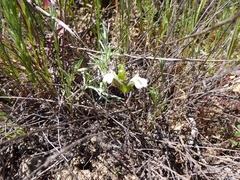 Acanthomintha ilicifolia