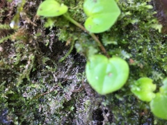 Peperomia serpens