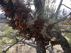 Arceuthobium vaginatum