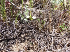 Acanthomintha ilicifolia