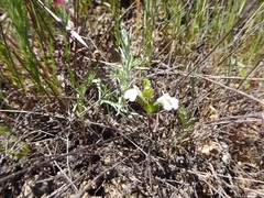 Acanthomintha ilicifolia