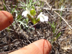 Acanthomintha ilicifolia
