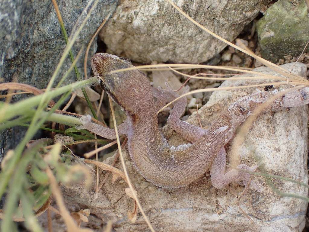 Persian Dwarf Gecko