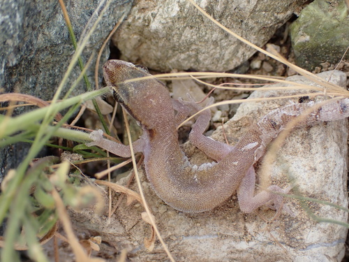 Persia Sand Gecko, Microgecko persicus