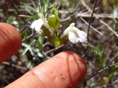 Acanthomintha ilicifolia