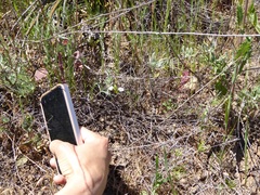 Acanthomintha ilicifolia