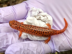 Pseudotriton ruber schencki