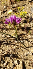 Allium fimbriatum