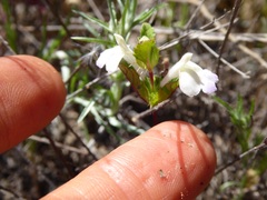 Acanthomintha ilicifolia