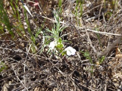 Acanthomintha ilicifolia