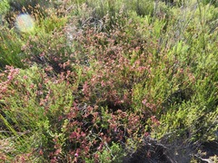 Erica cristata