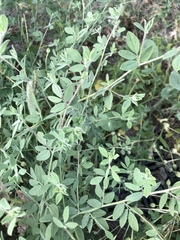 Acmispon americanus americanus
