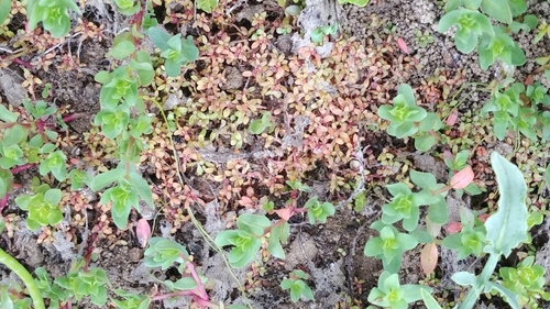 California Waterwort (Elatine californica)