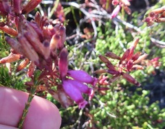 Erica cristata