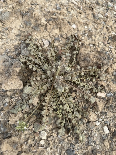 Image of Chylismia walkeri by (c) Matt Berger, some rights reserved (CC BY)