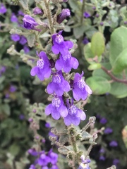 Sairocarpus