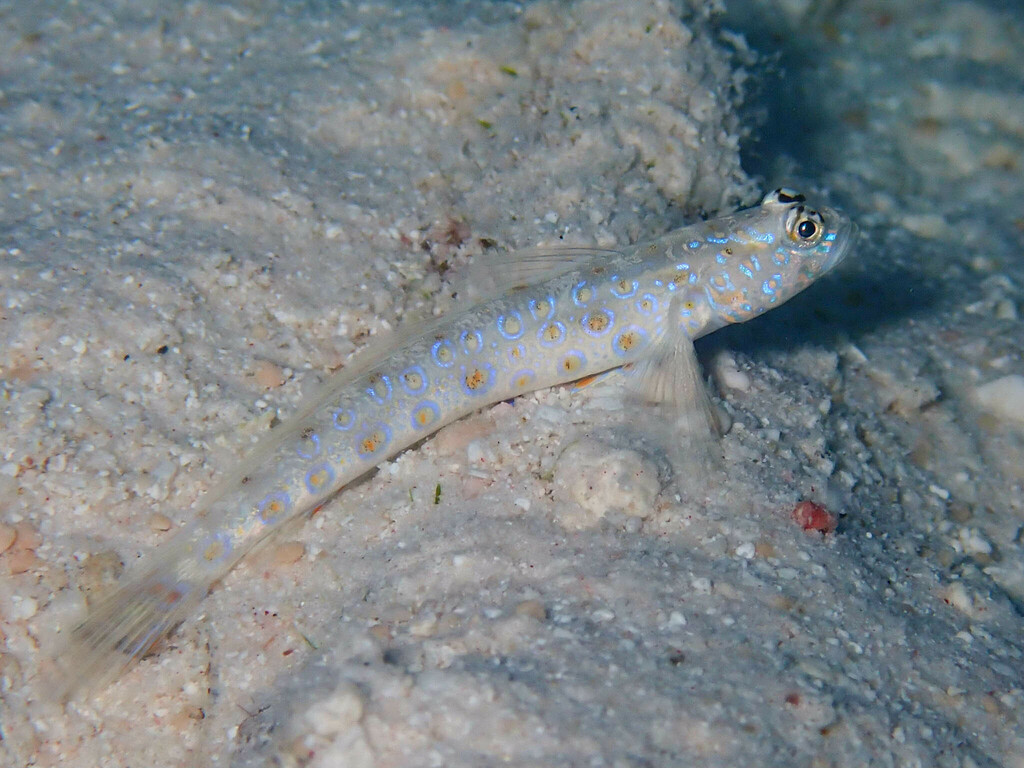 Wayag Shrimpgoby