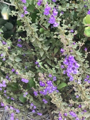 Sairocarpus