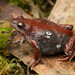 Otway Smooth Frog - Photo (c) Matt Clancy, some rights reserved (CC BY-NC), uploaded by Matt Clancy