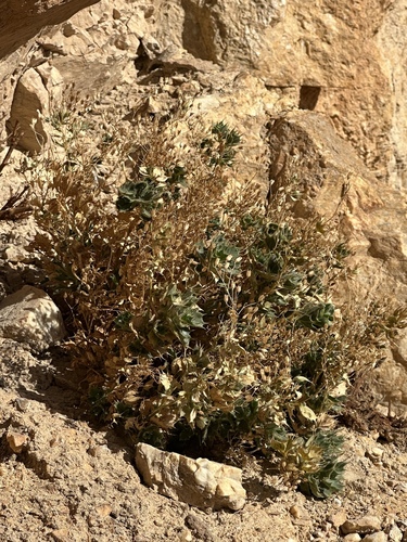 Ripley's gilia (Aliciella ripleyi)