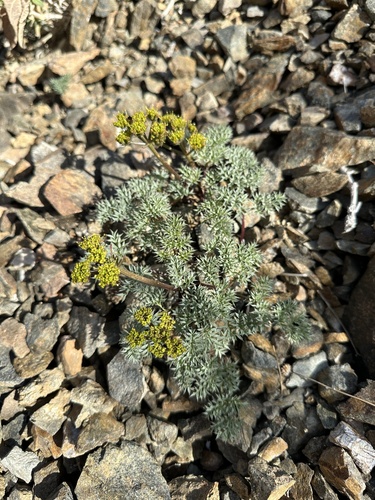 Image of Cymopterus panamintensis by (c) Matt Berger, some rights reserved (CC BY)