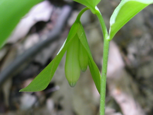 Polygonatum involucratum iNat (3)